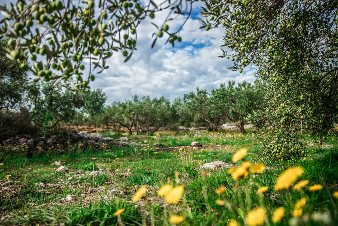 Zeytinlik ve Ege kırsalı